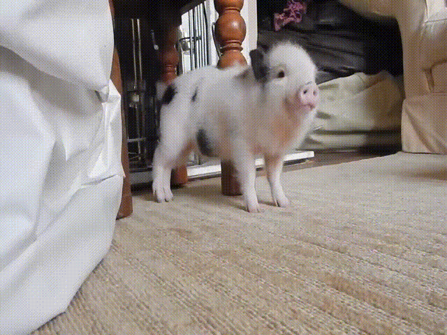 gif of dancing pig